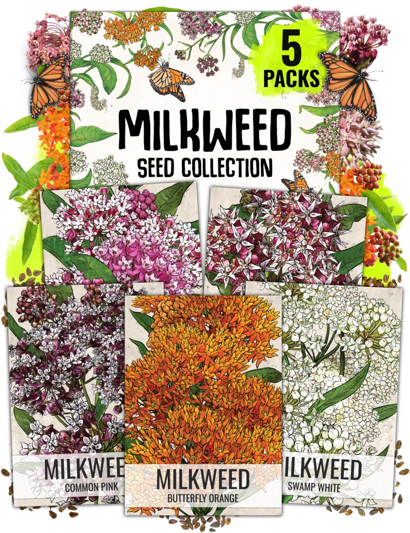 Seed Needs Milkweed Seeds for Planting a Butterfly Garden to Attract Monarch Butterflies - Collection of Pink, Orange & White Asclepias Milk Weed Variety Pack (5 Packs) - Image 1